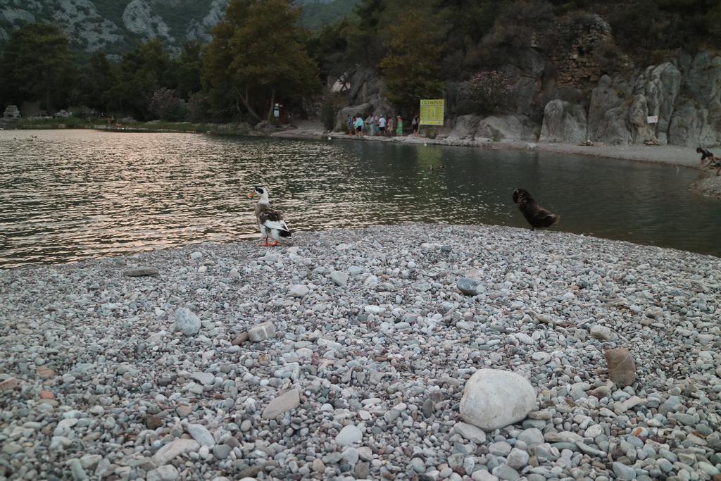 Chimera Pia Aparts Çıralı Kültér fotó